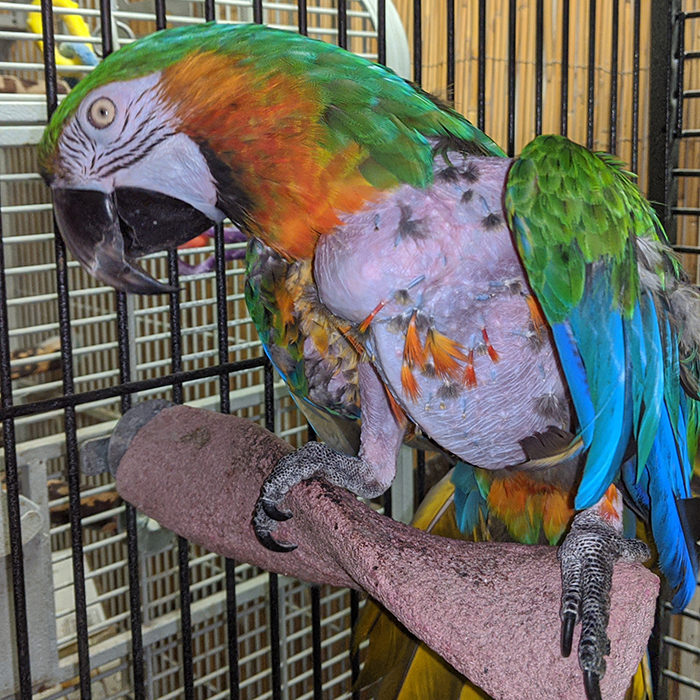 Special Needs Parrot