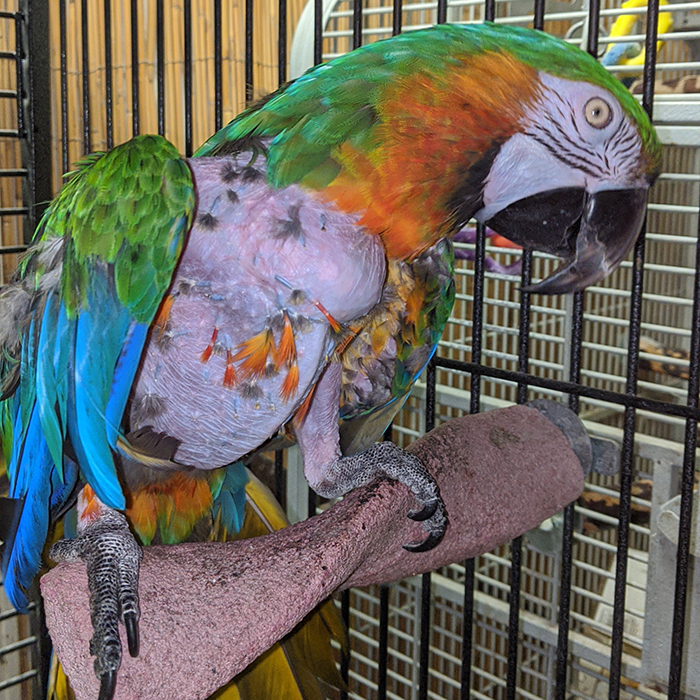 Special Needs Parrot Special Needs Parrot